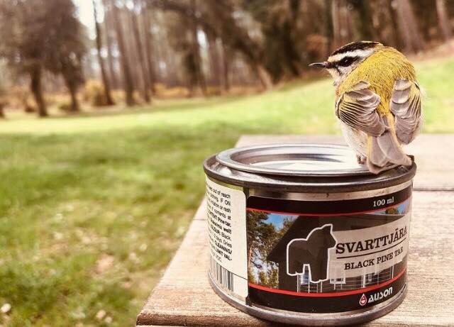 Auson_Svarttjaera_mit_Vogel Auson_Svarttjaera_mit_Vogel