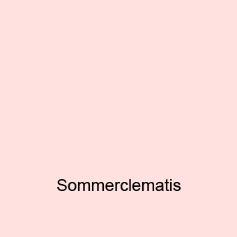 Sommerclematis