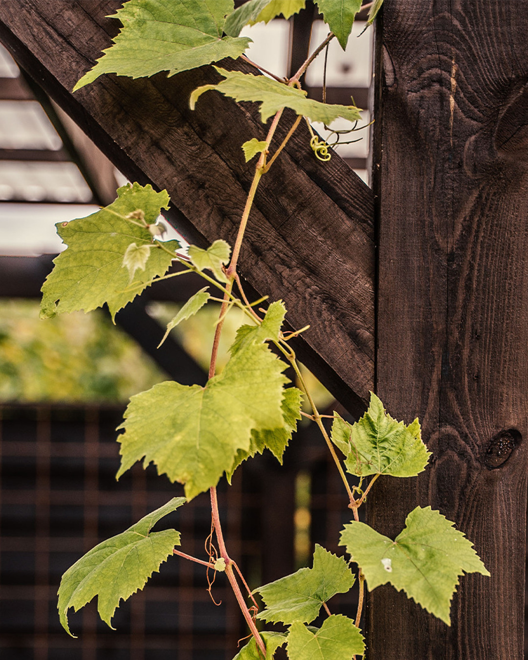 Auson_Nadelholzteer_Pergola_Balken.jpg