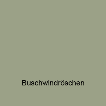 Buschwindroeschen