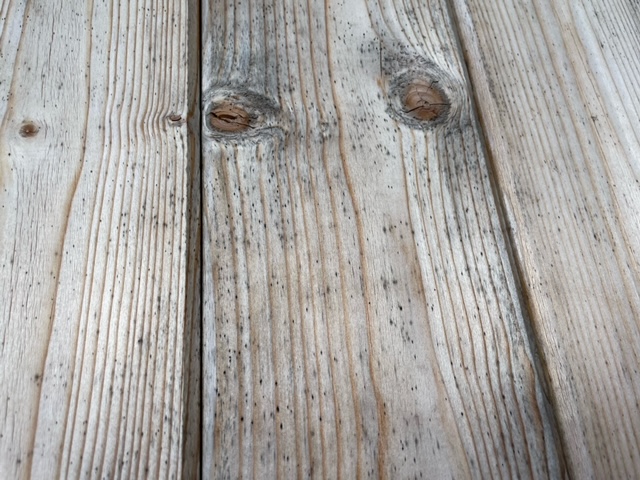 Flugschimmel_auf_Holz Flugschimmel_auf_Holz