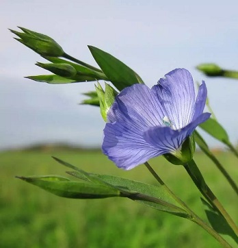 Leinoel_bluete_.jpg