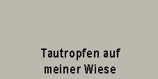 Tautropfen auf meiner Wiese